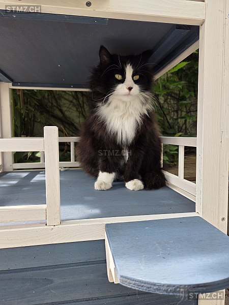 MALIA — Norwegische Waldkatze ♀, Vermisst seit 24.03.2026, Dielsdorf (ZH)