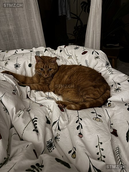 Mira — Hauskatze ♀, Vermisst seit 11.03.2026, Arnegg (SG)