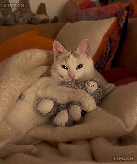 Picketchu — Hauskatze ♀, Vermisst seit 04.03.2026, Amden (SG)