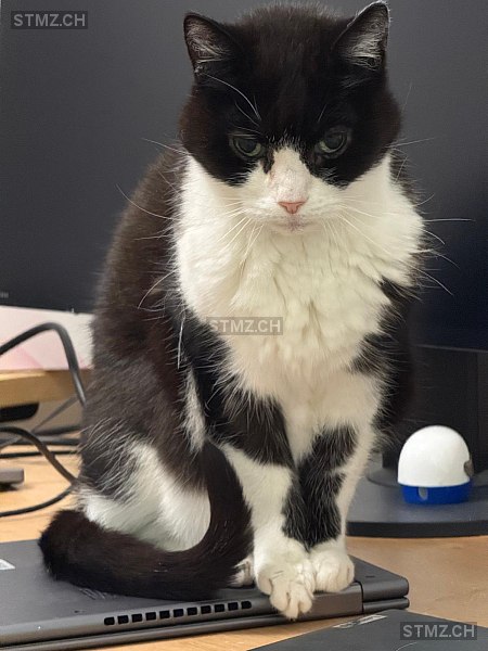 Tschanga — Hauskatze ♀, Vermisst seit 26.03.2026, Wabern (BE)