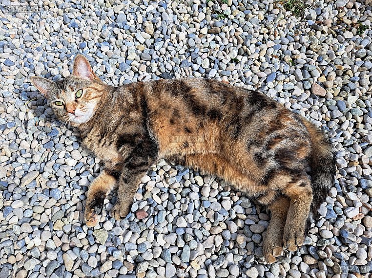 Zybline — Katze ♀, Vermisst seit 23.03.2026, Onnens VD (VD)