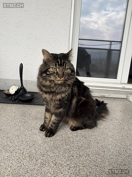 Helmut — Hauskatze ♂, Vermisst seit 24.03.2026, Männedorf (ZH)