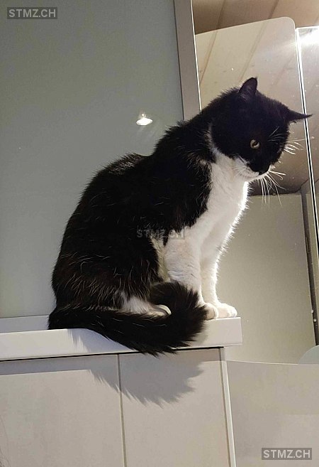 Nessy — Hauskatze ♀, Vermisst seit 24.03.2026, Misery (FR)