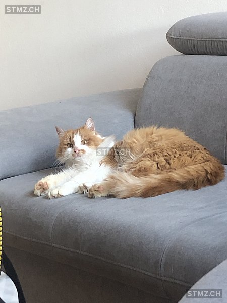 Ramaschka — Hauskatze ♂, Vermisst seit 24.03.2026, Recherswil (SO)