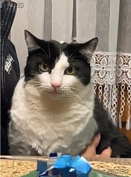 Chilly — Katze ♂, Vermisst seit 27.03.2026, Rothrist (AG)