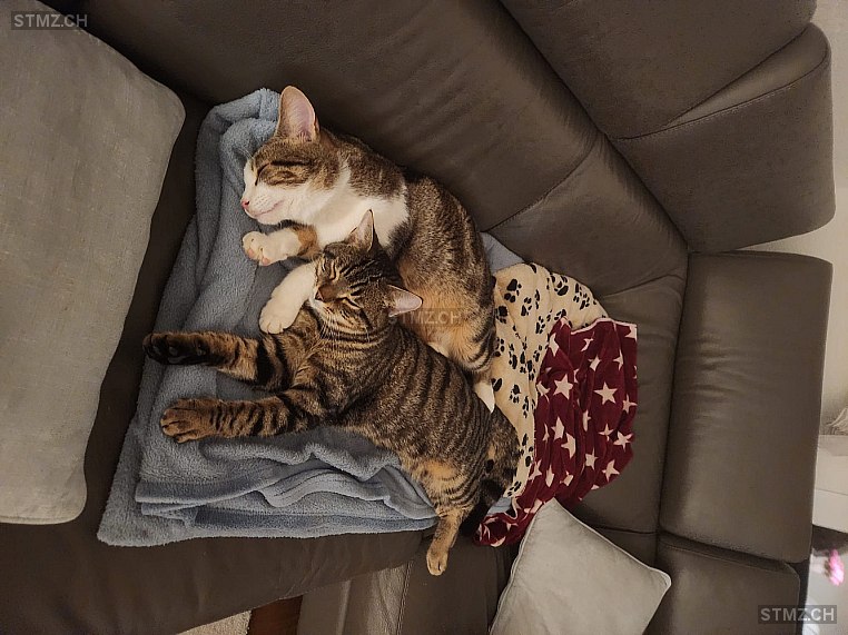 Lio — Hauskatze ♂, Vermisst seit 24.03.2026, Etziken (SO)