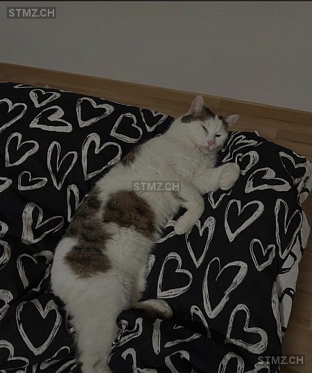 Mila — Katze ♀, Vermisst seit 18.03.2026, Gelterkinden (BL)