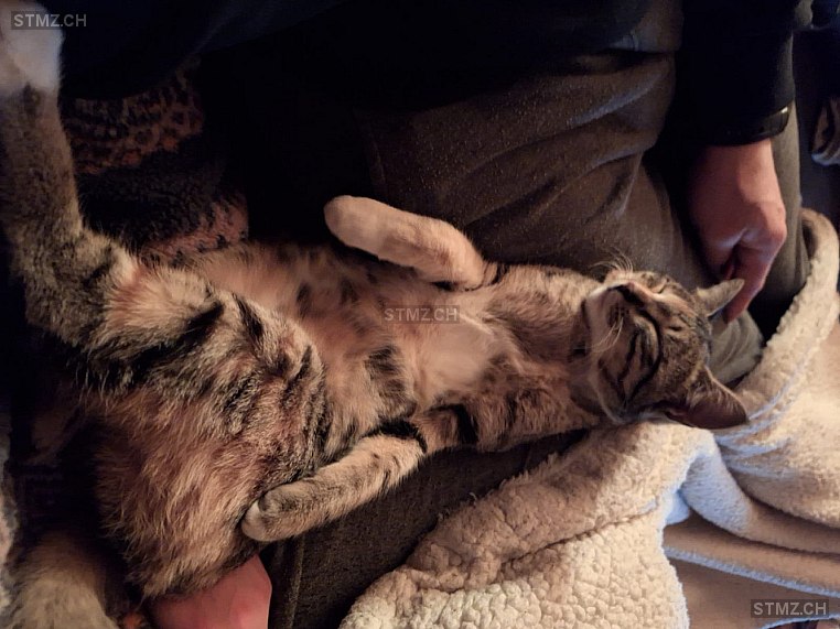 Isie — Hauskatze ♀, Vermisst seit 16.03.2026, Rougemont (VD)