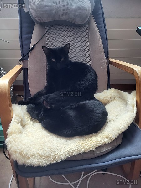 Nero — Hauskatze ♂, Vermisst seit 24.02.2026, Winterthur (ZH)