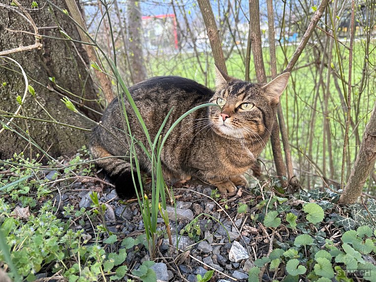 Minou — Hauskatze ♀, Vermisst seit 25.03.2026, Triesen (FL)