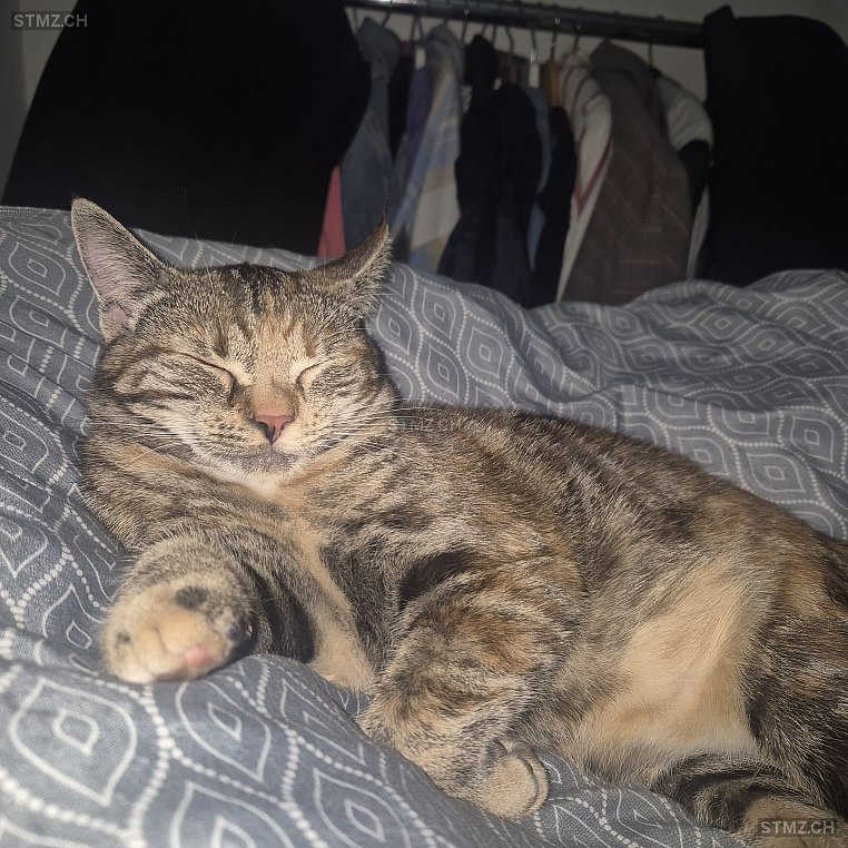 Gingi — Hauskatze ♀, Vermisst seit 26.03.2026, Räterschen (ZH)