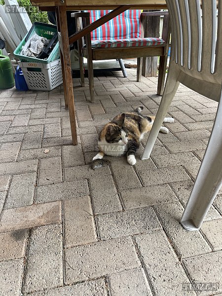 Luna — Exotisch Kurzhaar ♀, Vermisst seit 25.03.2026, Böbikon (AG)