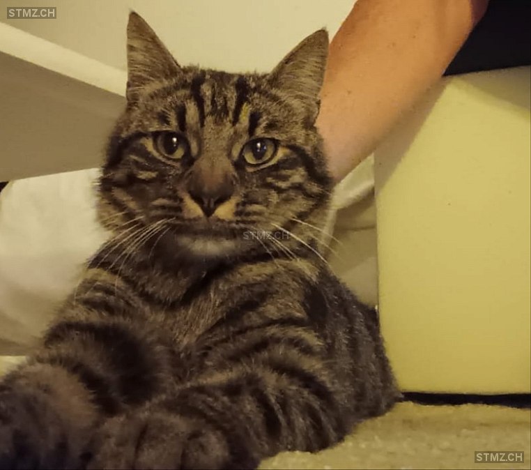 Milo — Hauskatze ♂, Vermisst seit 20.03.2026, Au ZH (ZH)