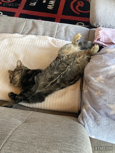 Miro — Hauskatze ♂, Vermisst seit 21.03.2026, Schüpfen (BE)