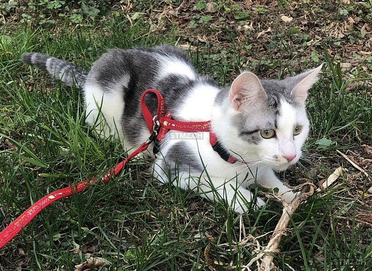 Pepper — Hauskatze ♂, Vermisst seit 05.02.2026, Wetzikon ZH (ZH)