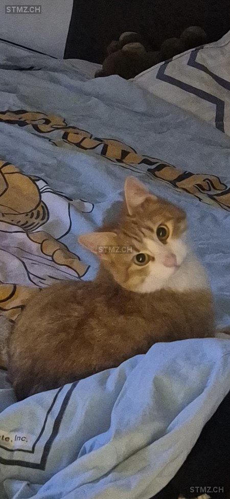 Lilo — Hauskatze ♀, Vermisst seit 27.03.2026, Muttenz (BL)