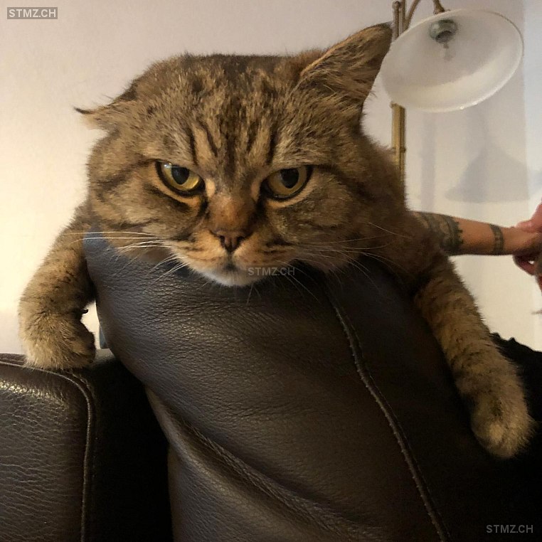 Vermisste Katzen #395240 — Hauskatze ♂, Vermisst seit ?, Zell ZH (ZH)