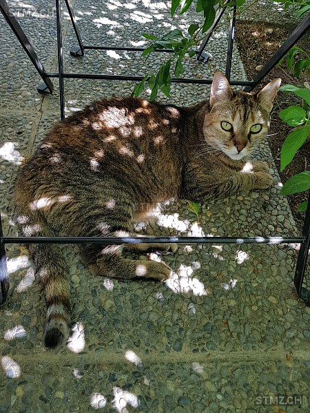 Mimi — Hauskatze ♀, Vermisst seit 08.03.2026, Liebefeld (BE)