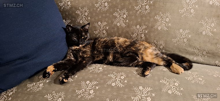 Ashka — Hauskatze ♀, Vermisst seit 25.03.2026, Solothurn (SO)