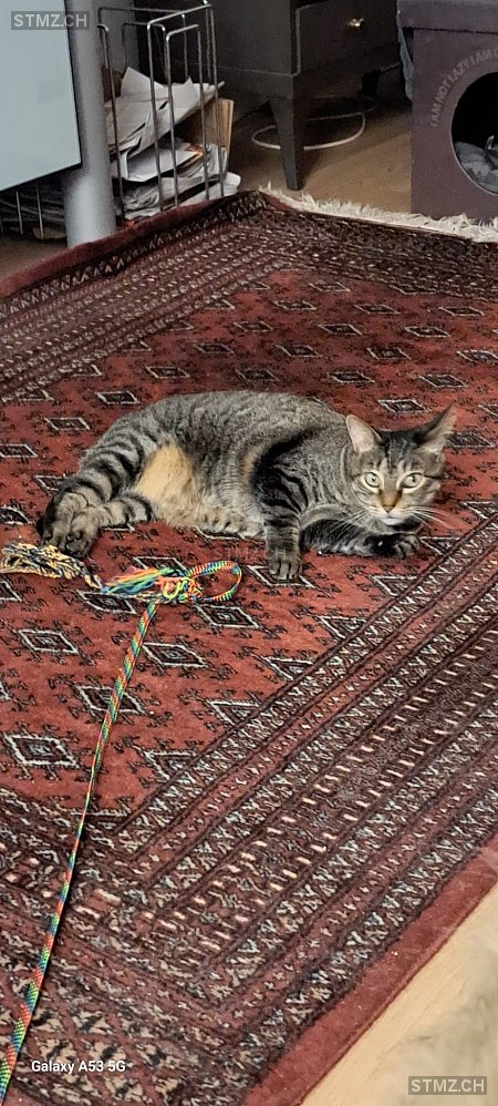 Meiteli — Hauskatze ♀, Vermisst seit 10.03.2026, Widen (AG)