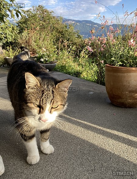 Oskar — Hauskatze ♂, Vermisst seit 22.03.2026,  ()