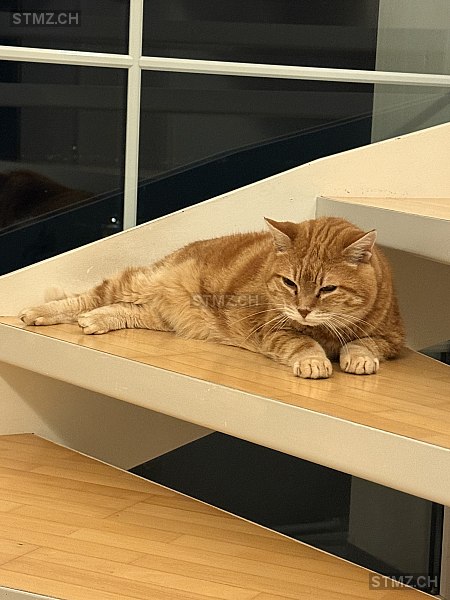 Simba — Hauskatze ♂, Vermisst seit 22.03.2026, Rorschacherberg (SG)