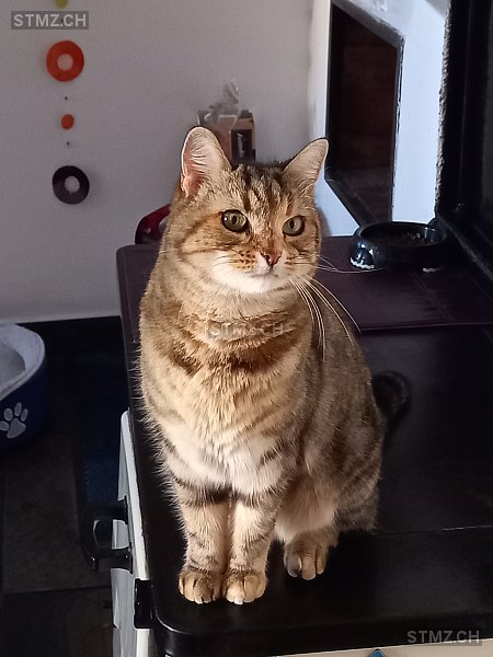 Bella — Hauskatze ♀, Vermisst seit 25.03.2026, Bözen (AG)