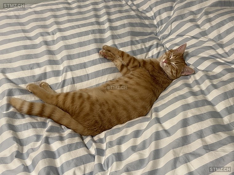 Mimi — Katze ♀, Vermisst seit 20.03.2026, Bäch SZ (SZ)