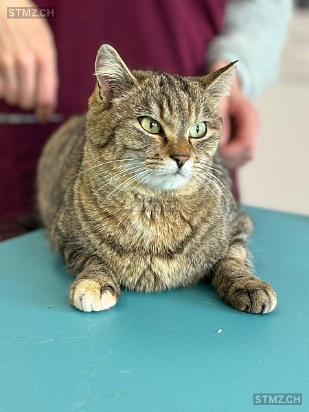 Midnight — Hauskatze ♀, Vermisst seit 26.03.2026, Riaz (FR)