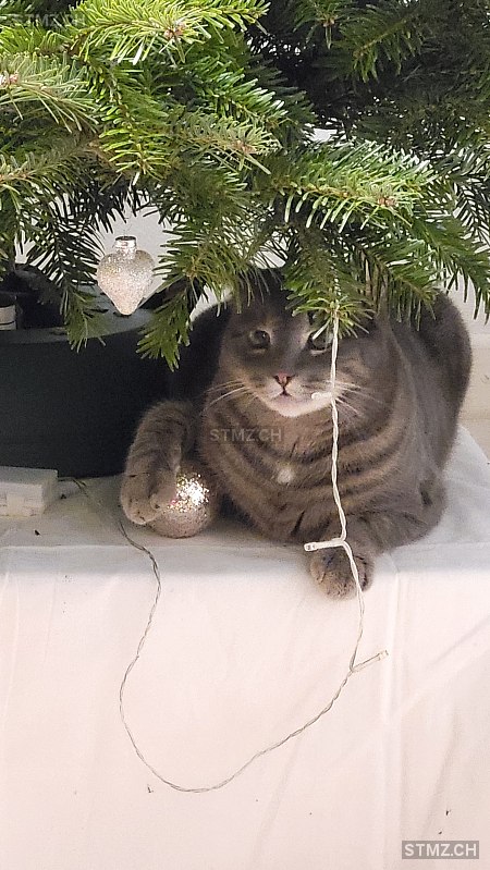 Vermisste Katzen #395256 — Katze ♂, Vermisst seit ?, Marthalen (ZH)