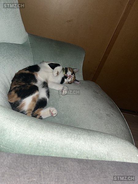 Nala — Hauskatze ♀, Vermisst seit 27.03.2026, Gohl (BE)