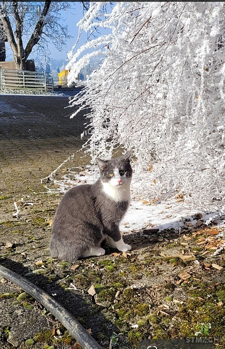 Rio — Hauskatze ♂, Vermisst seit 07.03.2026, Schweizersholz (TG)