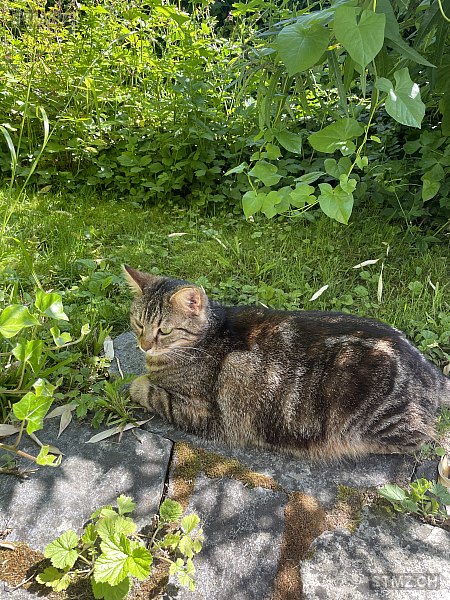 Joy — Hauskatze ♀, Vermisst seit 24.03.2026, Büren an der Aare (BE)