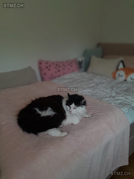 Timo — Hauskatze ♂, Vermisst seit 20.10.2024, Männedorf (ZH)