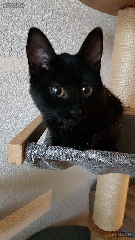 Nayla — Hauskatze ♀, Vermisst seit 27.03.2026, Münsingen (BE)