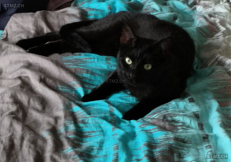 Sämi — Hauskatze ♂, Vermisst seit 24.03.2026, Diessenhofen (TG)