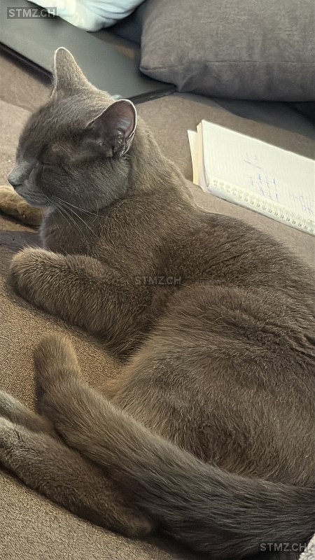 Blini — Katze ♀, Vermisst seit 24.03.2026, Dorf (ZH)