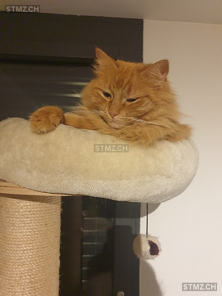 CHILI — Hauskatze ♀, Vermisst seit 26.03.2026, Grafenried (BE)