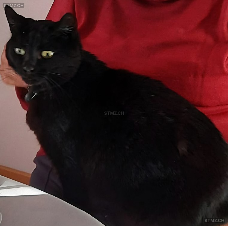 Minou — Hauskatze ♀, Vermisst seit 22.03.2026, Meisterschwanden (AG)
