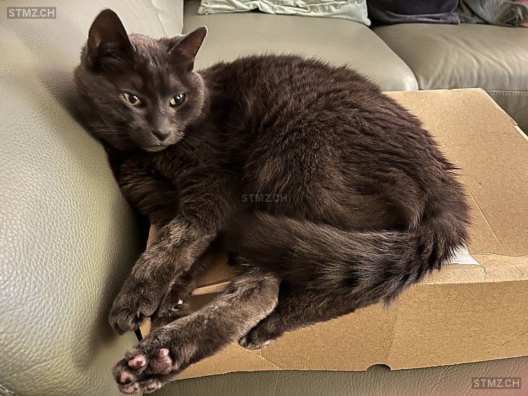 Gina — Hauskatze ♀, Vermisst seit 28.03.2026, Wauwil (LU)