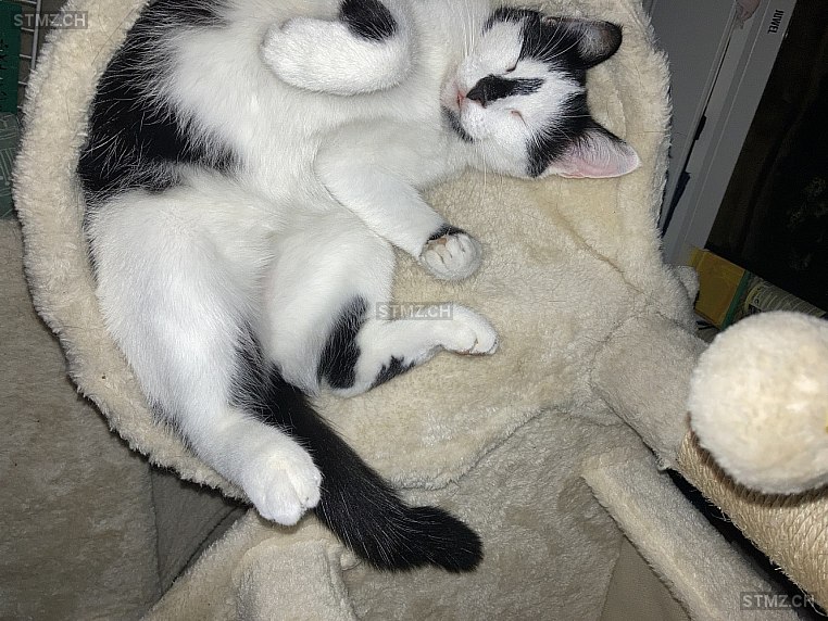 Yumi — Hauskatze ♀, Vermisst seit 25.03.2026, Oberägeri (ZG)