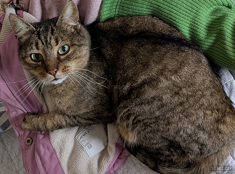 Hefty — Hauskatze ♂, Vermisst seit 18.03.2026, Laufenburg (AG)