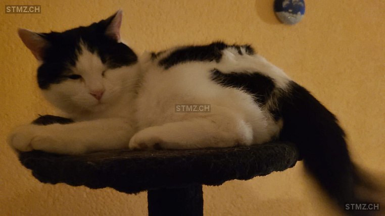 Sammy — Hauskatze ♂, Vermisst seit 20.03.2026, Safnern (BE)