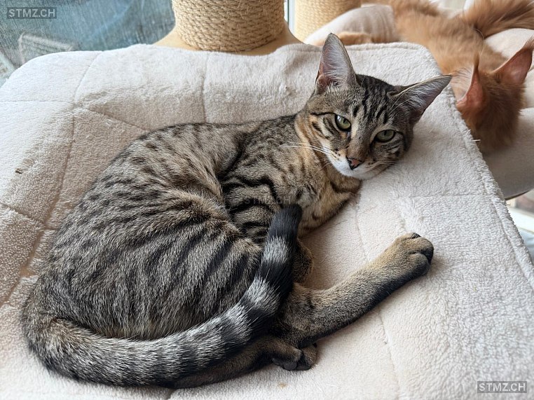 Sherkhan — Hauskatze ♀, Vermisst seit 23.03.2026, Sorens (FR)