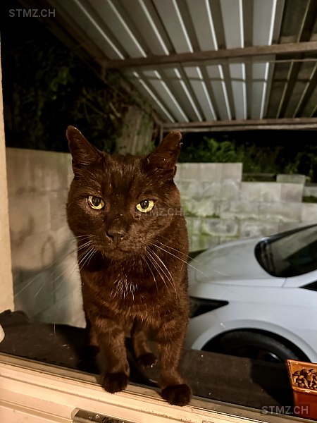 Pipin — Hauskatze ♂, Vermisst seit 17.03.2026, Umiken (AG)