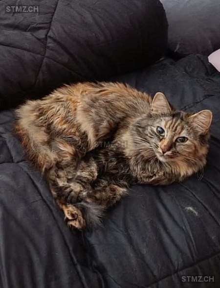 Murli — Hauskatze ♀, Vermisst seit 10.03.2026, Wolhusen (LU)