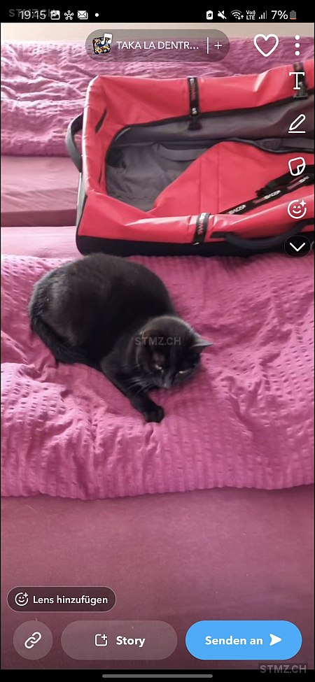 Hera — Hauskatze ♀, Vermisst seit 17.03.2026, Widnau (SG)