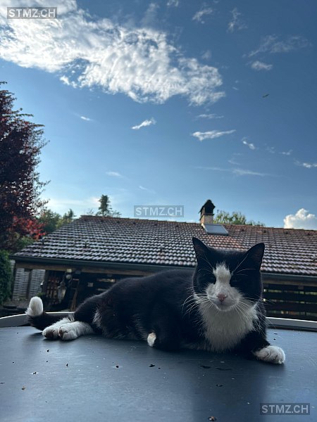 Teddy — Hauskatze ♂, Vermisst seit 21.03.2026,  ()