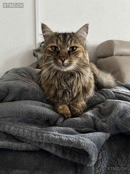 Shakira — Maine Coon ♀, Vermisst seit 17.03.2026, Vinelz (BE)