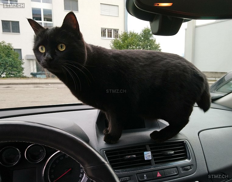 Luna — Hauskatze ♀, Vermisst seit 24.03.2026, Fribourg (FR)